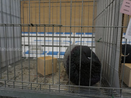 XIV Concurso Exposición de Palomas de Raza en Mula 2024